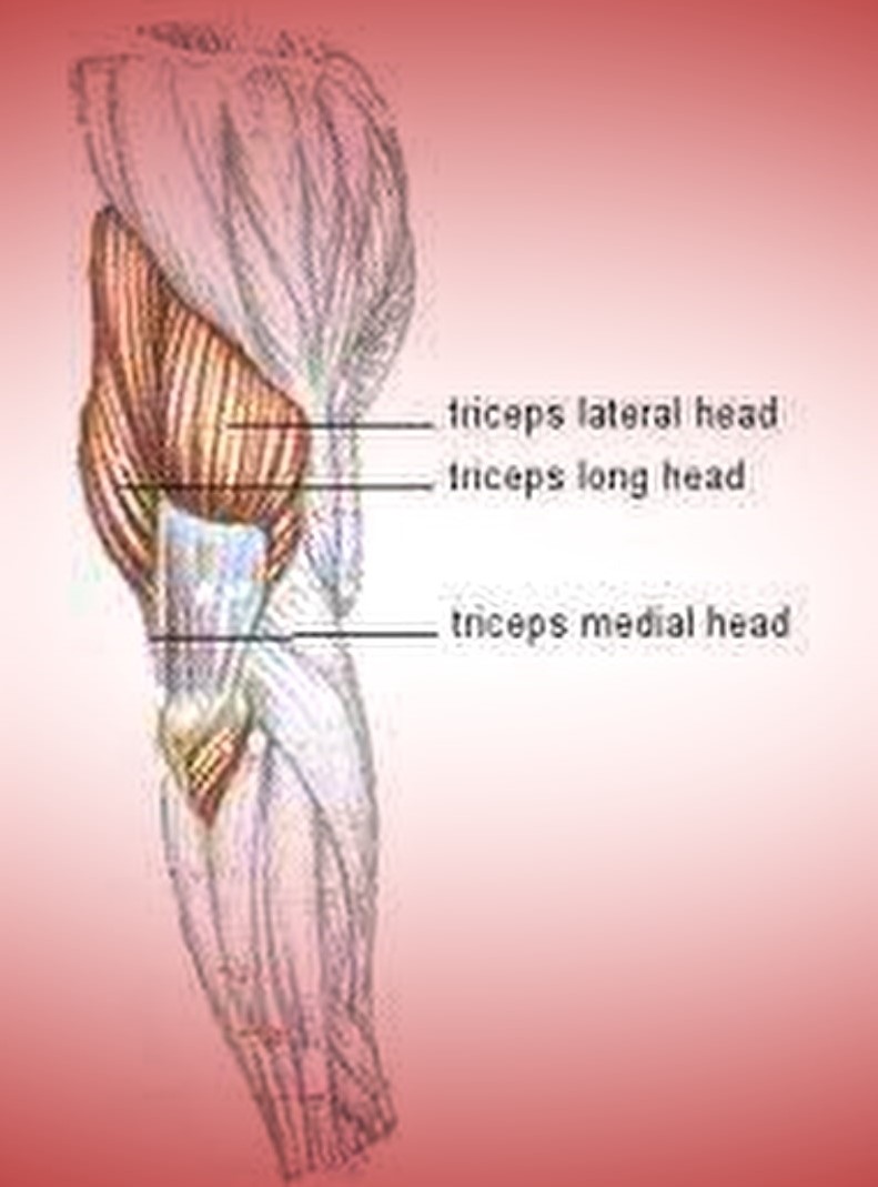 The Three Tricep Heads