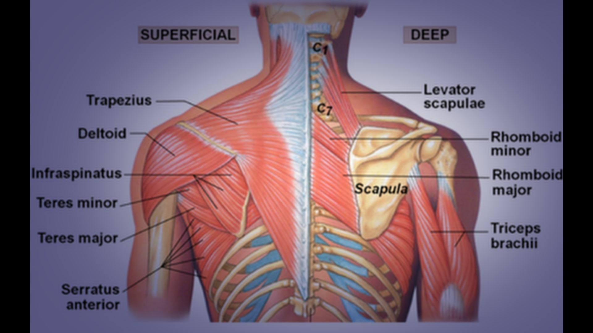 Reverse Grip Dumbbell Row Muscles Worked: