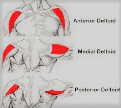Posterior Deltoid Muscles