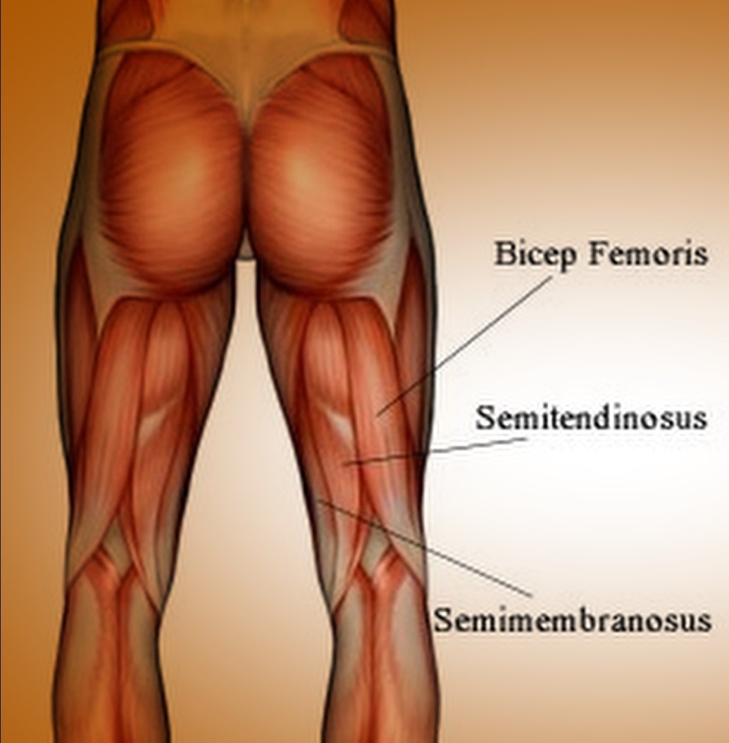 Muscles Worked With the RDL DB