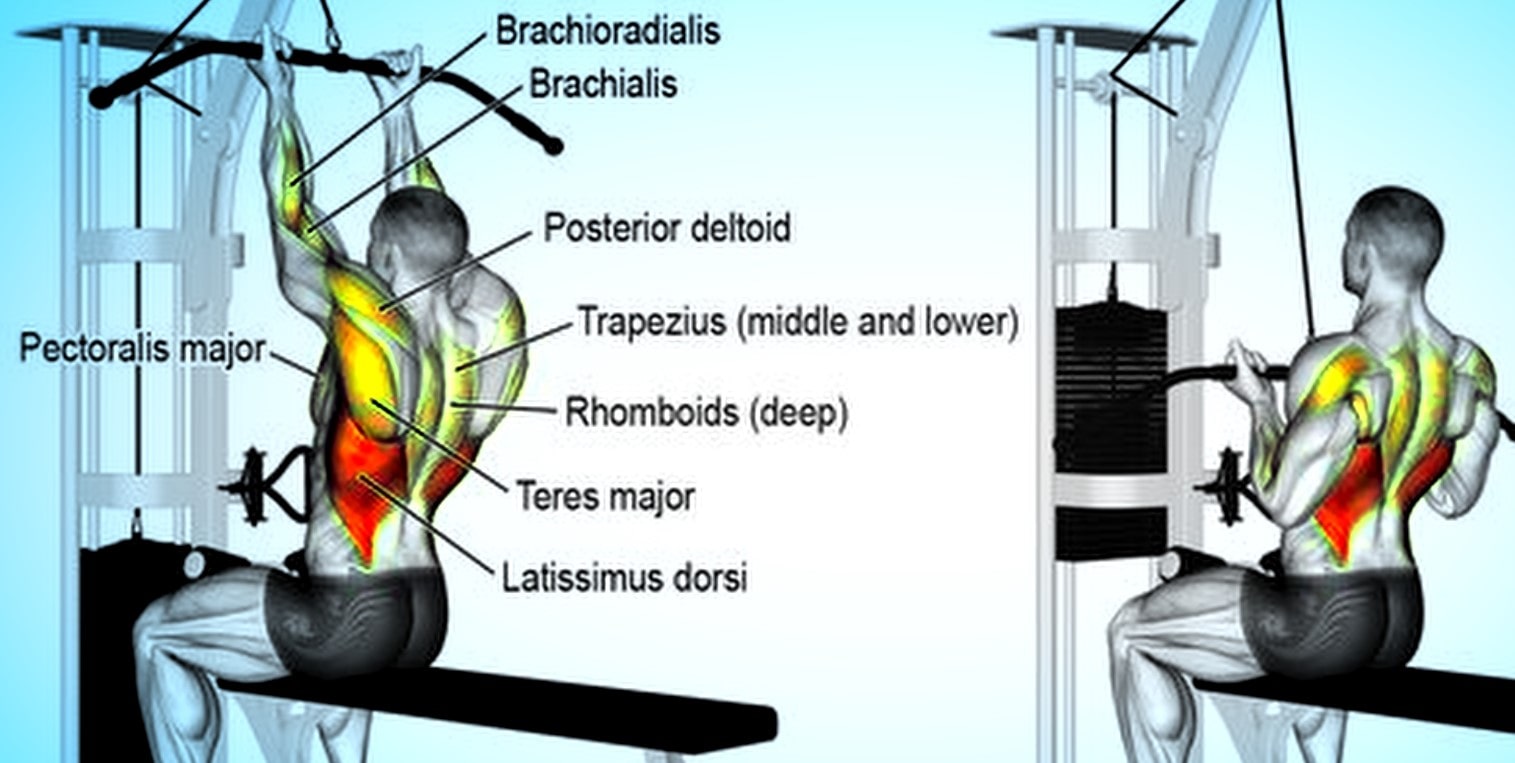 What Muscles Do Underhand Pulldowns Work?