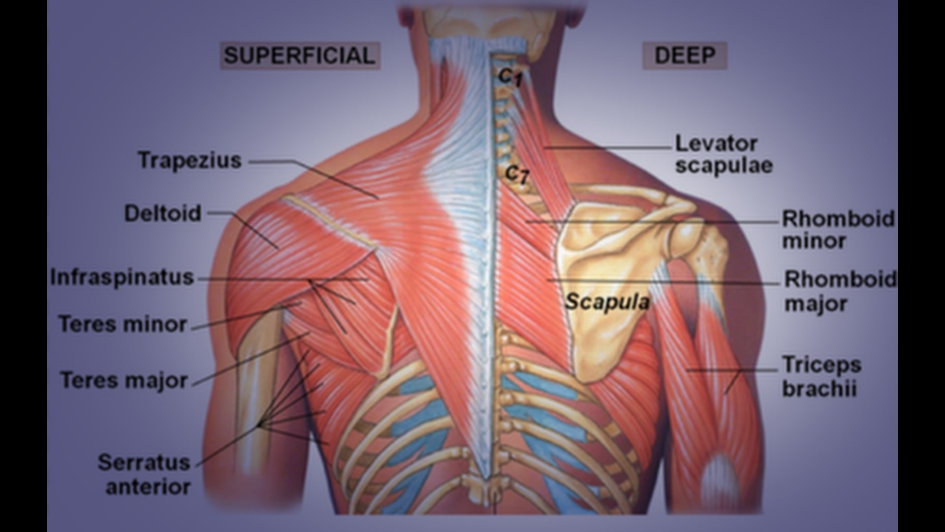 Seated Face Pull Muscles Worked